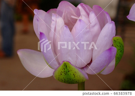 Blooming pink flower of Victoria lotus 66383978