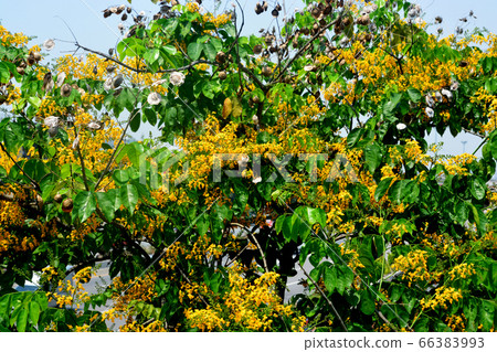 Soft focus of Blooming yellow Burma padauk Soft focus of Blooming yellow Burma padauk 66383993
