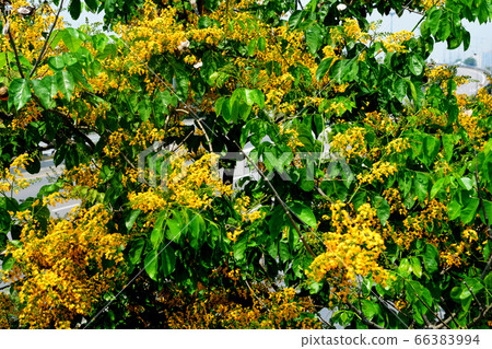 Soft focus of Blooming yellow Burma padauk Soft focus of Blooming yellow Burma padauk 66383994
