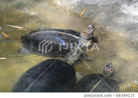 turtles in pond 66384115
