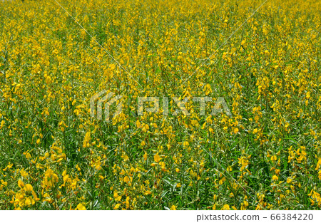 Farm Sunn Hemp flowers, Indian hemp flower field Farm Sunn Hemp flowers, Indian hemp flower field 66384220