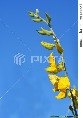 Close up Blooming yellow Sunn hemp flowers Close up Blooming yellow Sunn hemp flowers 66384221