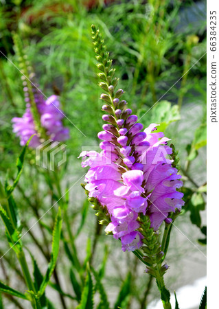 obedient plant, false dragonhead or Physostegia obedient plant, false dragonhead or Physostegia 66384235