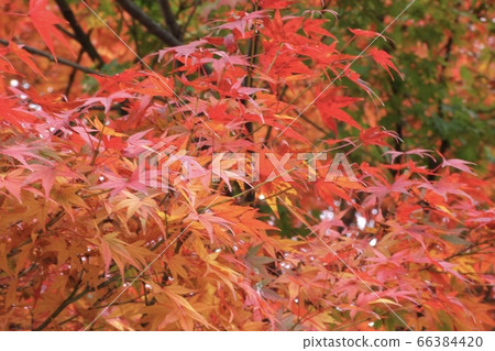 Autumn leaves Autumn leaves 66384420