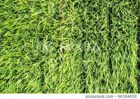 top view rice seedlings, Sapling planting of rice top view rice seedlings, Sapling planting of rice 66384658