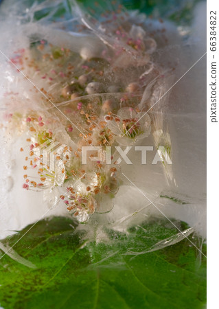 Background of viburnum  flower   in ice   with air 66384822