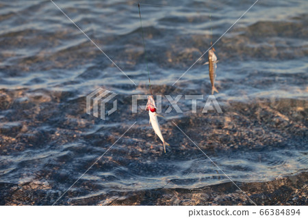 Freshly caught small fishes on a fishing hook Freshly caught small fishes on a fishing hook 66384894