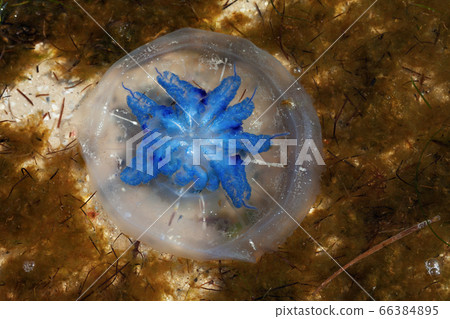 Flipped over jellyfishes (Rhizostoma) float in Flipped over jellyfishes (Rhizostoma) float in 66384895