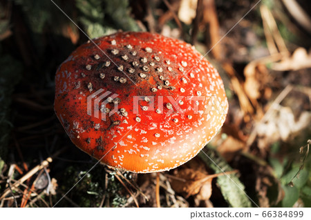 Sunlit red amanita muscaria mushroom with dirt Sunlit red amanita muscaria mushroom with dirt 66384899