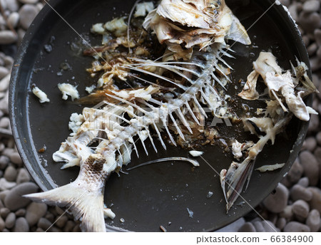 Gnawed skeleton with head and tail of freshly Gnawed skeleton with head and tail of freshly 66384900