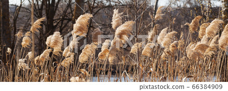 Dry canebrake with seed head in forest near river Dry canebrake with seed head in forest near river 66384909