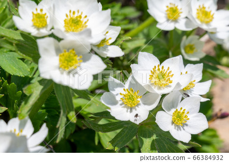 Hakusanwige花 Hakusanwige花 66384932