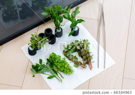 Aquarium aquatic aquarium Aquarium aquatic aquarium 66384963