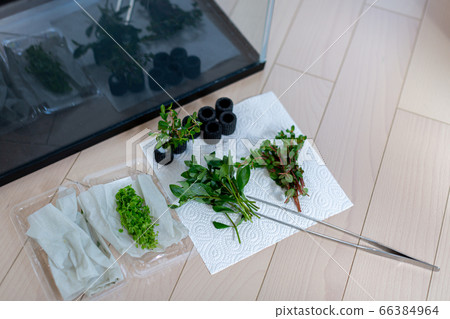 Aquarium aquatic aquarium 66384964