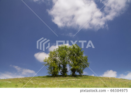 Hilly landscape with solitary tree Hilly landscape with solitary tree 66384975