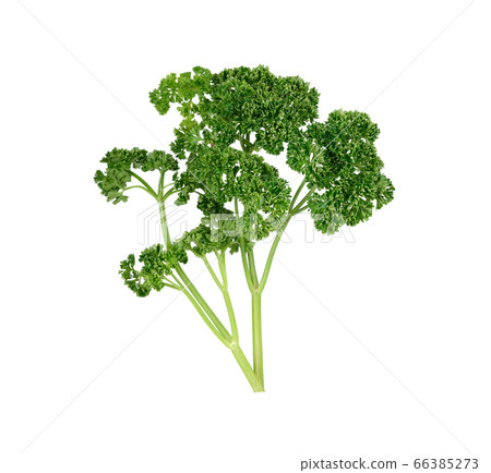 fresh parsley with stem on white background 66385273