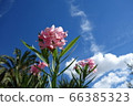 夏天的天空和鮮花 66385323