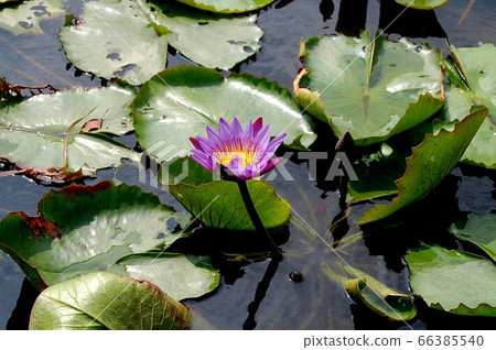 Lian flower 66385540