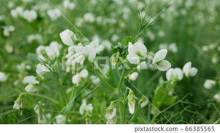 Peas detail blossom flower white bio organic farm farming cover crop Pisum sativum, green fertilization mulch field soil nutrition for other crops pea green tendrils manure nitrogen, agriculture Peas detail blossom flower white bio organic farm farming cover crop Pisum sativum, green fertilization mulch field soil nutrition for other crops pea green tendrils manure nitrogen, agriculture 66385565