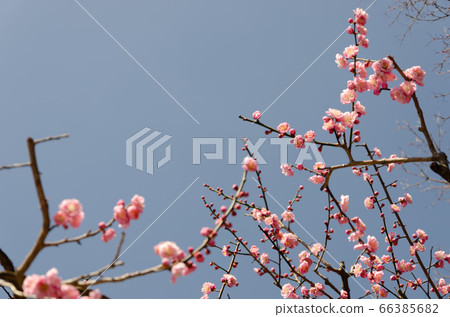 plum plum 66385682
