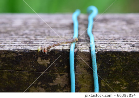 Inchworm on a wooden railing Inchworm on a wooden railing 66385854