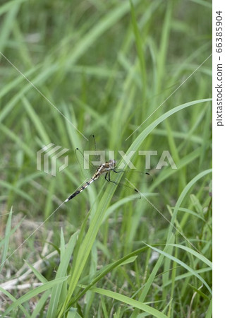 Lion-tailed dragonfly caught in the grass Lion-tailed dragonfly caught in the grass 66385904