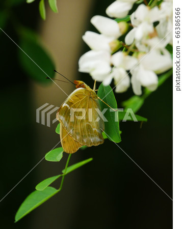 Natural landscape Plant butterfly photo: Black locust flowers and newborn butterfly Natural landscape Plant butterfly photo: Black locust flowers and newborn butterfly 66386566