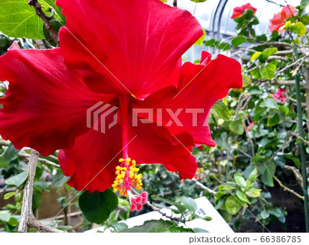 芙蓉花 66386785