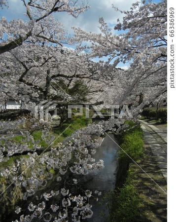 Cherry blossoms on the Philosophy Road in Kyoto Cherry blossoms on the Philosophy Road in Kyoto 66386969