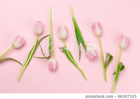 Pink tulips over pink background 66387103