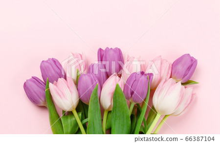 Pink tulips over pink background 66387104