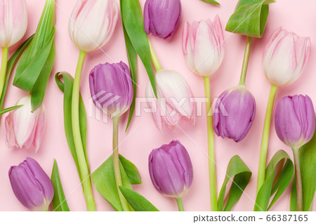 Pink tulips over pink background 66387165