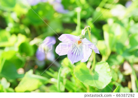 Wild violet Tachibitsu violet Wild violet Tachibitsu violet 66387292