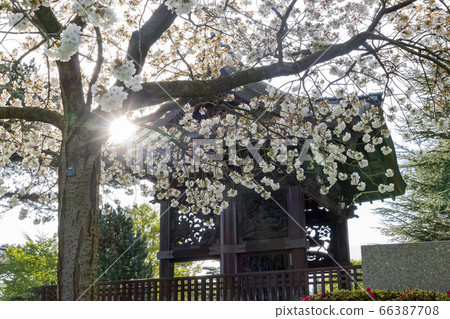 The beautiful cherry tree blossom of the Kew 66387708