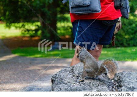 Squirrel asking for food in the Museum Gardens Squirrel asking for food in the Museum Gardens 66387807