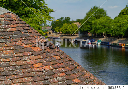 Morning view of the Barker Tower 66387841