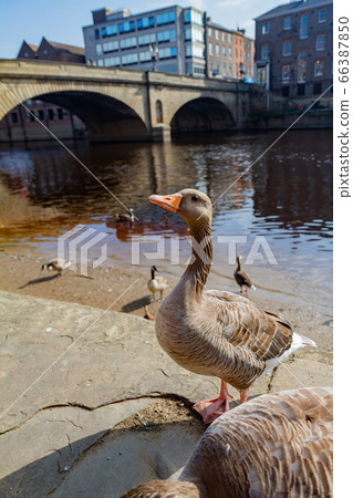 Canada Goose and cityscape 66387850