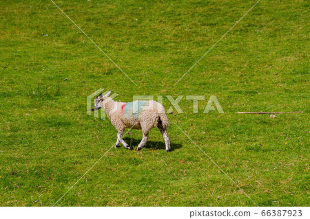 Many sheeps eating grass around Lake Windermere 66387923