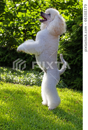 image of dog grass background image of dog grass background 66388379