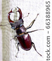 Big beautiful stag beetle 66388965
