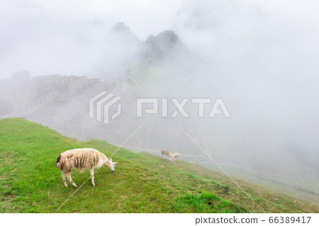 Machu Picchu, a Peruvian Historical Sanctuary and Machu Picchu, a Peruvian Historical Sanctuary and 66389417