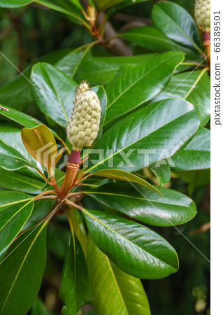 Magnolia fruit on the green leaves background 66389501