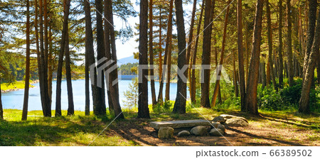 Forest with coniferous trees on a bright sunny Forest with coniferous trees on a bright sunny 66389502