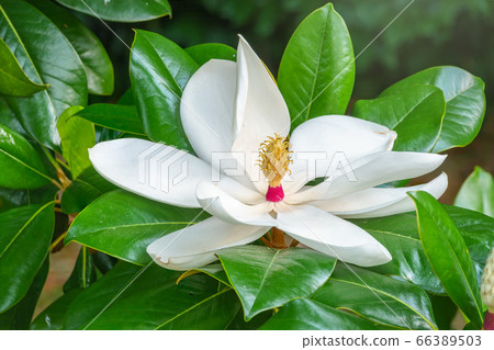 White big Magnolia flower in the green leaves background White big Magnolia flower in the green leaves background 66389503
