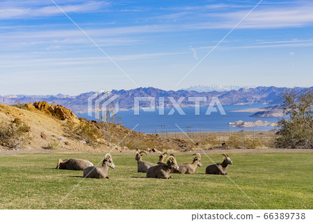 Many big horn sheep at Hemenway Park 66389738