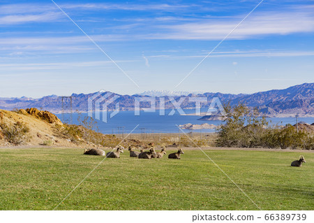 Many big horn sheep at Hemenway Park 66389739