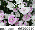 Pelargonium / Hachioji 66390910