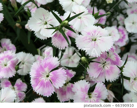 Pelargonium / Hachioji Pelargonium / Hachioji 66390910