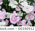 Pelargonium / Hachioji 66390912