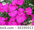 Pelargonium / Hachioji 66390913
